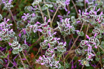 Canvas Print - Frost on Henbit