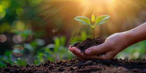 Wall Mural - Hand holding a tree seedling, with a green background for the environment and ecology concept with sunlight. 