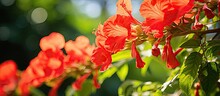 Many Vibrant Red Flowers Are Blooming On A Tree With Green Leaves In A Garden On A Sunny Summer Day