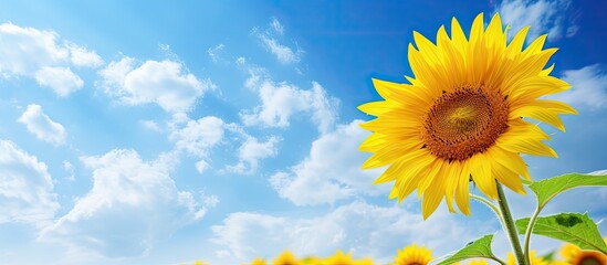 Poster - Vibrant sunflower blooms against a clear blue summer sky, with fluffy white clouds enhancing the serene background