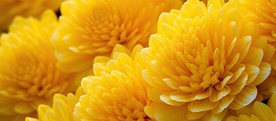 Poster - Yellow celosia flowers, resembling rooster combs, are displayed in a vase against a sleek black backdrop, creating a striking contrast.