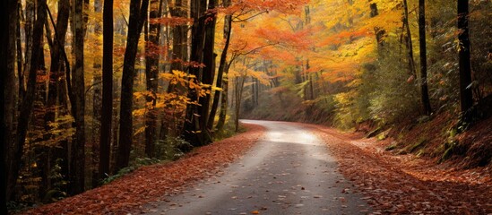 Poster - A scenic road winds through a forest area, covered with fallen leaves and surrounded by tall trees in autumn