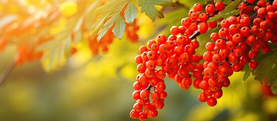 Poster - Many vibrant red berries are hanging in clusters from a tree branch, creating a beautiful and healthy sight during the fall season
