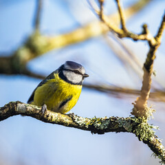 Wall Mural - Blue Tit, Cyanistes Caeruleus, bird in forest at winter time