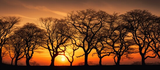 Aufkleber - Dark tree silhouettes stand out against a colorful sky during sunset with the sun setting behind them, creating a dramatic natural scene