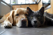 Harmony in the Kitchen: Dogs and Cats Enjoying a Meal Together