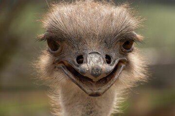 Selective focus shot of details on an ostrich face