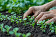 Hands tenderly caring for young plant seedlings in fertile soil