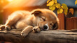 Gorgeous puppy sleeping in the sunlight