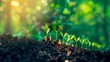 © IrisFocus - Plants are growing in the dirt with coins on top of them. The coins are arranged in a row and are of different sizes. The plants are growing in a natural setting, surrounded by trees