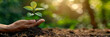 Hand holding a tree seedling, with a green background for the environment and ecology concept with sunlight.	
