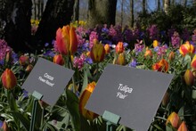 Display Of Colorful Tulips For Sale Featuring A Sign With A Variety Of Tulip Names