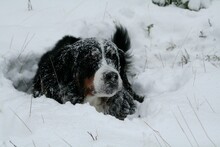 Black Dog Laying Peacefully In The Snow, Gazing Up At The Grassy Terrain