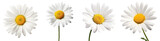 Collection of daisy flowers isolated on transparent or white background