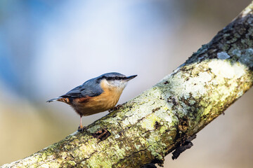 Wall Mural - Eurasian Nuthatch, Sitta europaea in forest at winter sun