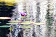Impressionist Water Lily