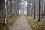 Fototapeta  - chodnik w parku , mgła 