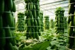 Commercial hydroponic cucumbers, wide lens, largescale green production , digital photography
