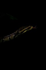 Vertical shot of a creepy huge snake crawling on woods under led lights with a dark background