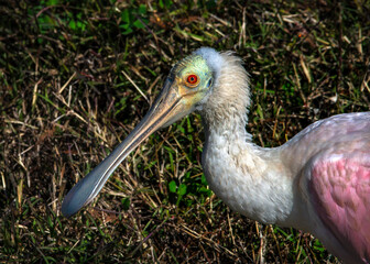 Wall Mural - Roseate Spoonbill in Shadow Creek Ranch, Pearland, Texas