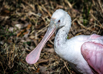 Wall Mural - Roseate Spoonbill in the Shadow Creek Ranch Nature Trail in Pearland, Texas