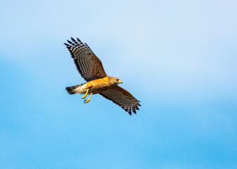 Wall Mural - Red-shouldered Hawk soaring over the Shadow Creek Ranch Nature Trail in Pearland, Texas