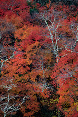 Wall Mural - Vibrant momiji fall colors in Japan