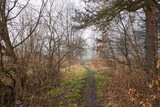 Fototapeta Kuchnia - ścieżka,las,mgła