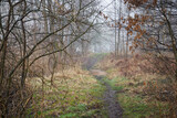 Fototapeta Do pokoju - leśna ścieżka ,mgła 