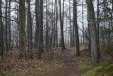Fototapeta Do pokoju - ścieżka ,las,mgła 