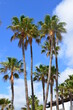 Palm trees on coast of Tenerife island with Costa Adeje seaside town in background, Canary Islands, Spain