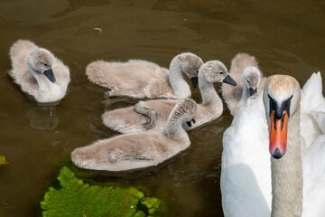 Poster - close up portrait of mute swan cygnus olor with cute cygnets in the background