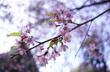 Close up of a blooming sakura flower in the background of blue sky
