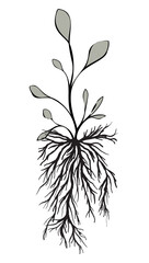 Wall Mural - Plants with roots isolated on white. Art ink. Vector illustration.