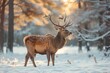A majestic deer stands in the snow-covered forest