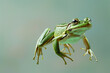 A green frog captured mid-leap against a clean background