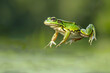 A green frog captured mid-leap against a clean background