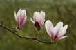 magnolia tree blossom,magnolienblüten