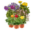 Set of flowers in pots cut out isolated transparent background