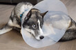 © Julia - Sad Husky dog lying on a floor wearing plastic pet recovery protection cone