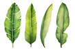 © WITCHA - Set of banana leaves, banana leaves, watercolor vector realistic tropical botanical leaf plants Set of tropical leaves and flowers transparent background