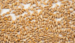 Top view of wheat grains, set apart on a white backdrop.  Isolated on white background. 