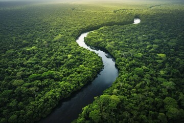 Wall Mural - Aerial view of a winding river cutting through a lush, dense rainforest.