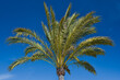 Palmy na tle niebieskiego nieba, wakacyjne klimaty. Hiszpania, Andaluzja. 
