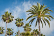 Palmy na tle niebieskiego nieba, wakacyjne klimaty. Hiszpania, Andaluzja. Krajobraz wakacyjny. 