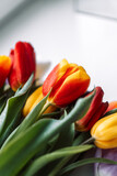Fototapeta Maki - Colored bouquet of tulips in drops of water on white windowsills.