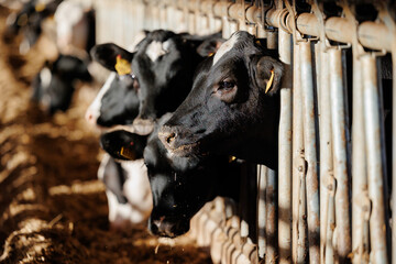 Wall Mural - Cows holstein eating hay in cowshed on dairy farm with sunlight in barn. Banner modern meat and milk production of livestock industry.