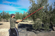 © Antonio Recena - man working in olive oil harvest hiting olive