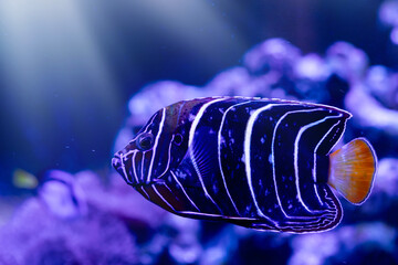 blue ringed angelfish. blue nature background.