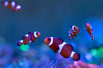 Wall Mural - Orange clown fish. Amphiprion percula. Blue water background. 